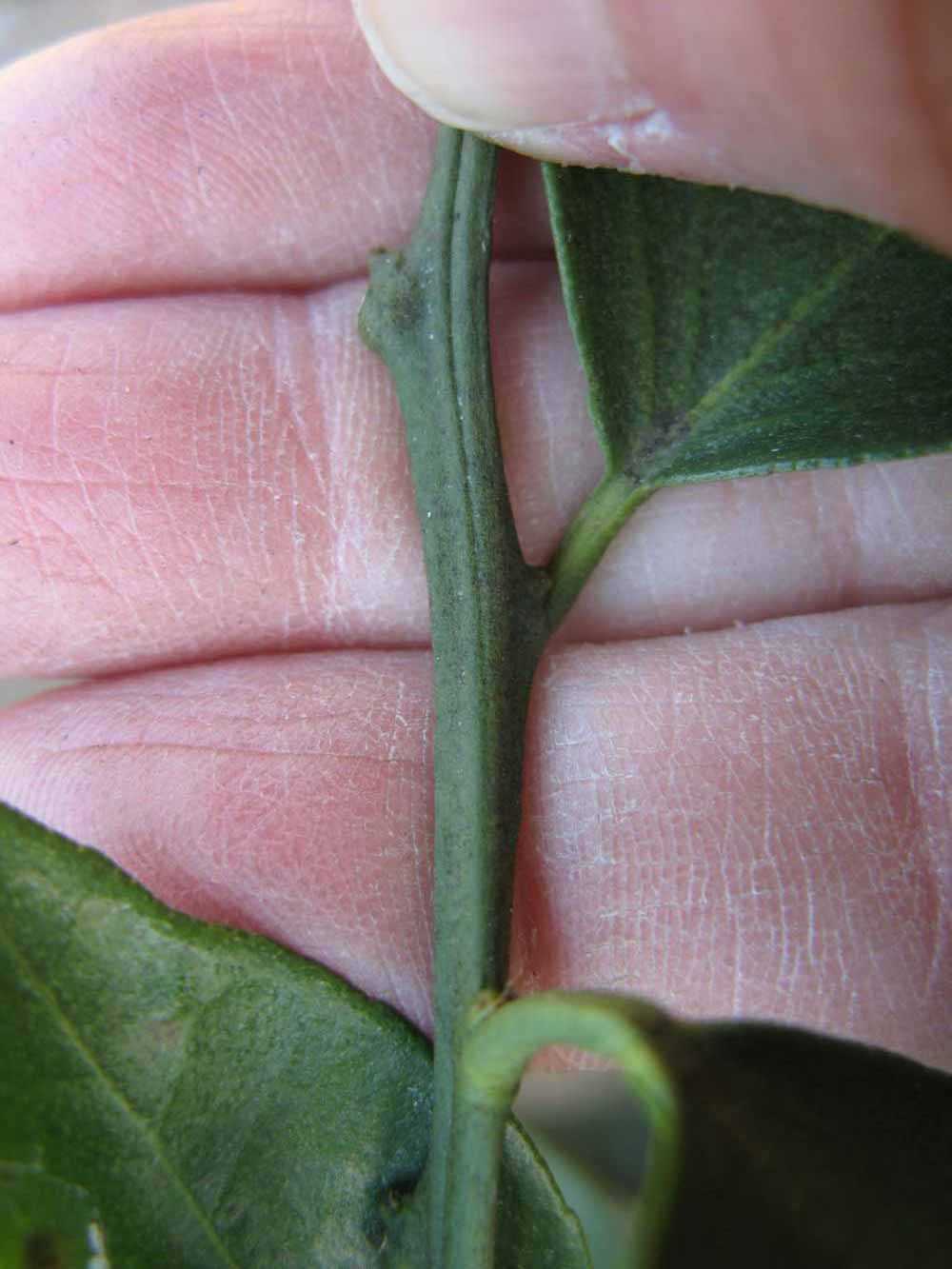              First year twig (Winter Haven, FL)       